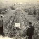 Foto_storica_Fattoria_il_Capitano_Balbi