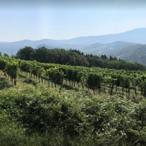 Vigneti_Fattoria_il_Capitano_Panorama